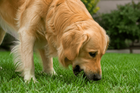 cachorro comendo grama