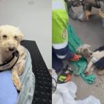 Cachorro sobrevive 29 dias sob escombros após terremotos na Venezuela
