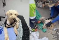 Cachorro sobrevive 29 dias sob escombros após terremotos na Venezuela