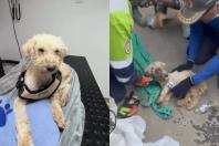 Cachorro sobrevive 29 dias sob escombros após terremotos na Venezuela
