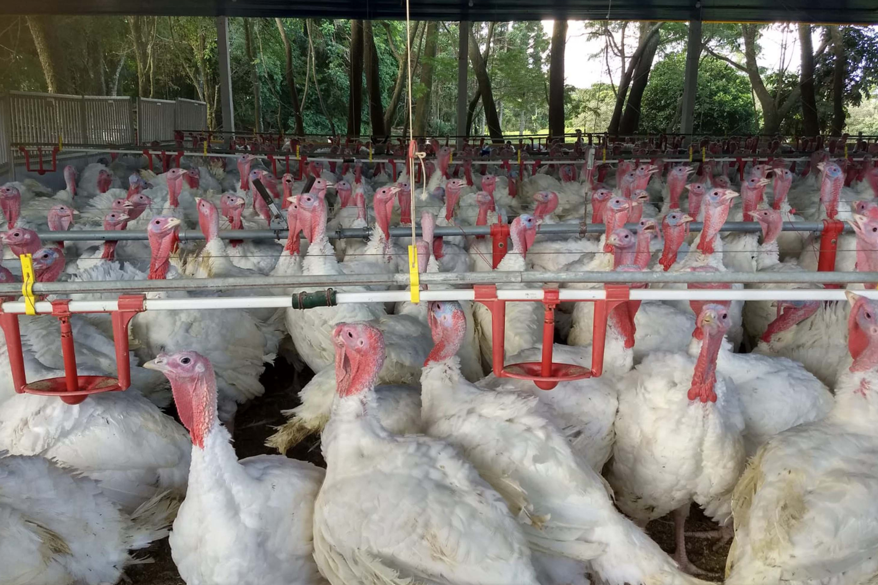 Paraná dobra exportações de carne de peru com impulso das compras do México