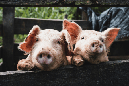Dois suínos apoiados na cerca de uma baia em propriedade rural, representando a produção de suínos no Brasil.