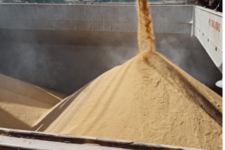 Grãos de arroz sendo descarregados em grande volume dentro de um compartimento de armazenamento, formando uma pilha durante operação de escoamento da produção.