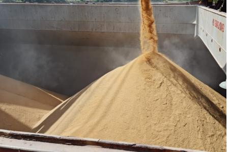 Grãos de arroz sendo descarregados em grande volume dentro de um compartimento de armazenamento, formando uma pilha durante operação de escoamento da produção.