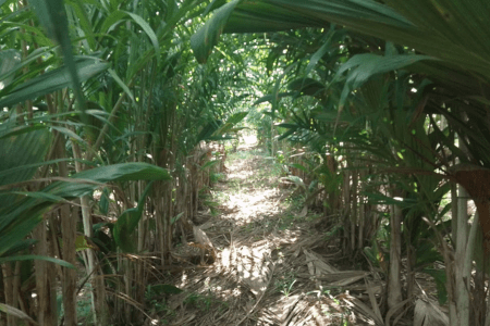 Corredor entre fileiras de pupunheiras em área de cultivo, com vegetação densa e luz natural incidindo sobre o solo, em plantação destinada à produção de palmito.