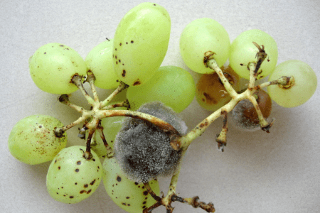 Cacho de uvas com um fruto apresentando sinais de podridão cinzenta causada pelo fungo Botrytis cinerea, doença que pode ser controlada com o uso de agentes biológicos.