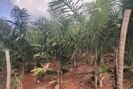 Plantação de palmito pupunha com mudas em diferentes estágios de desenvolvimento em uma propriedade rural.