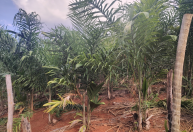 Palmito pupunha amplia renda de agricultores familiares no Vale do Rio Doce