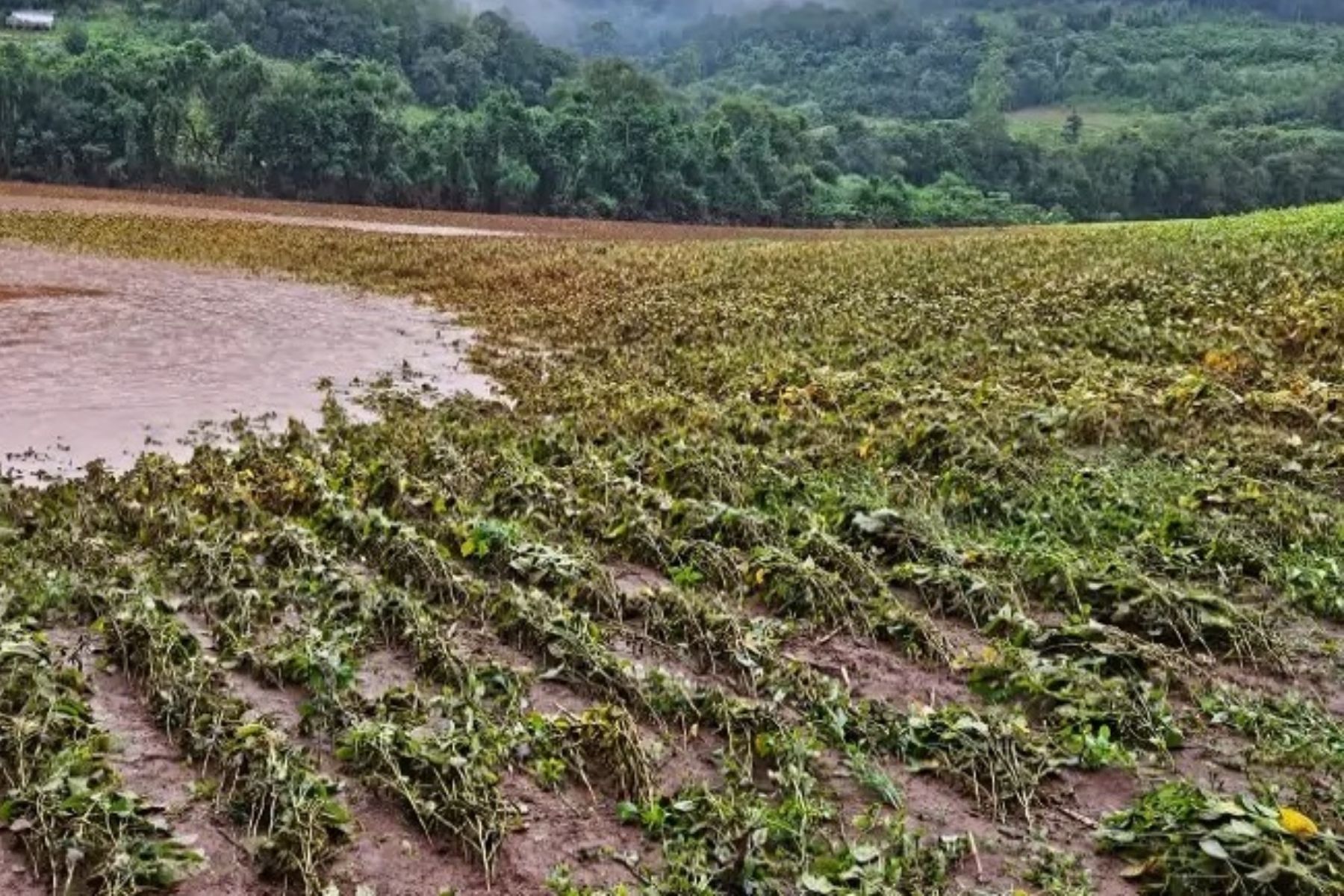 Alerta meteorológico: chuvas extremas de 180mm ameaçam lavouras no Rio Grande do Sul