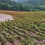 Alerta meteorológico: chuvas extremas de 180mm ameaçam lavouras no Rio Grande do Sul