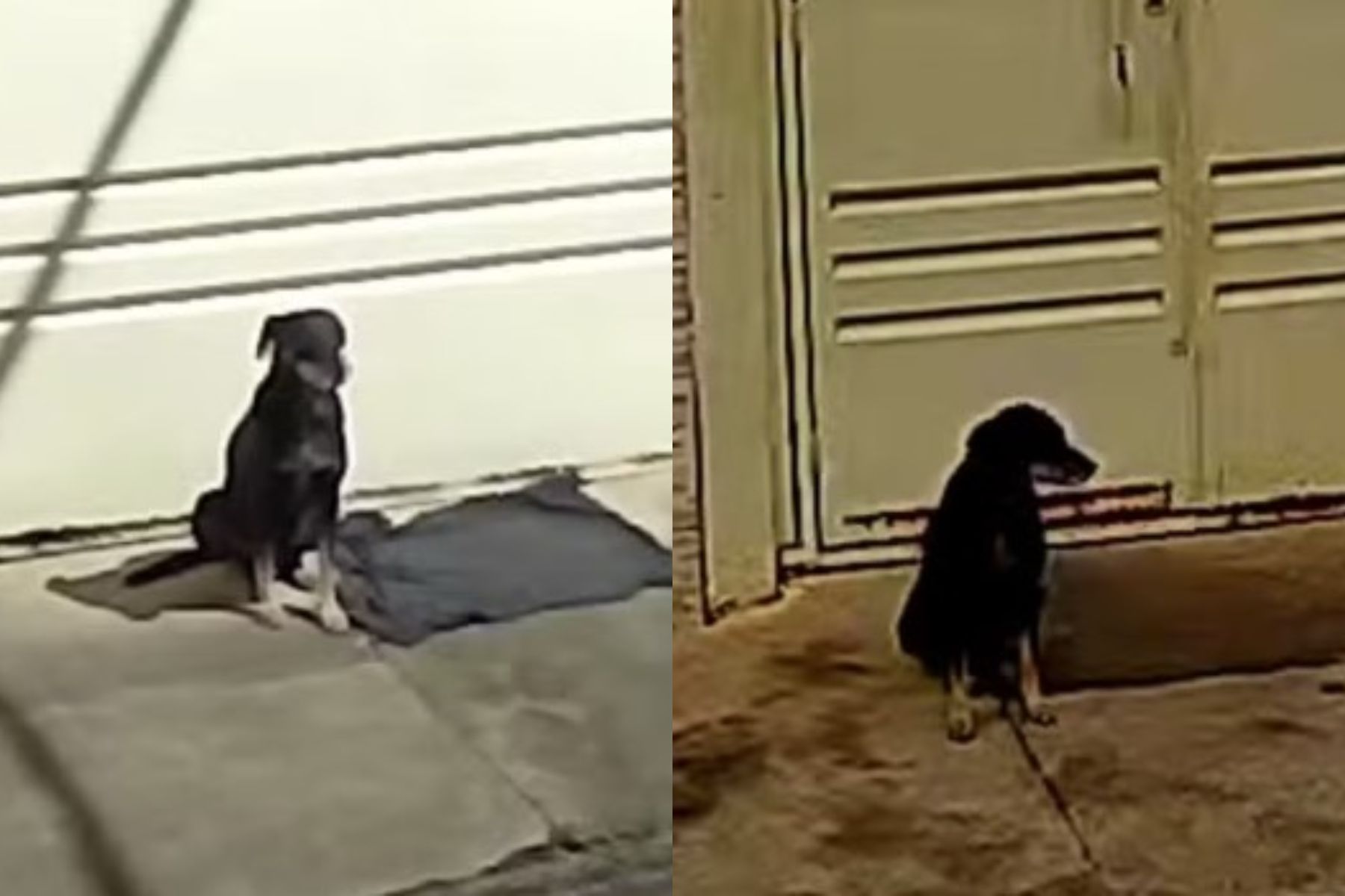 Cão abandonado após mudança permanece em frente a casa e é adotado por novos moradores