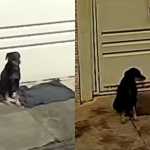 Cão abandonado após mudança permanece em frente a casa e é adotado por novos moradores