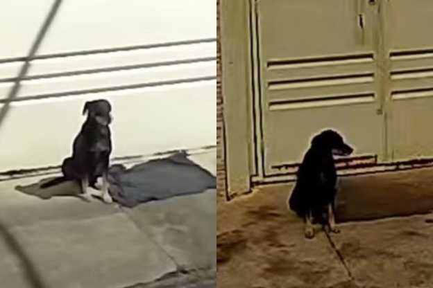 Cão abandonado após mudança permanece em frente a casa e é adotado por novos moradores
