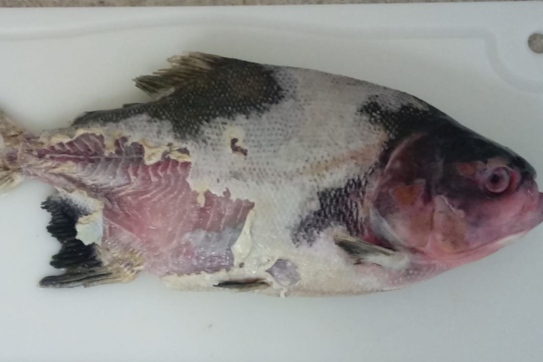 Cientistas brasileiros identificam pela primeira vez bactérias que matam peixes de criação