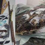 PM encontra cabeça de jacaré congelada ao prender suspeita de maus-tratos contra idosos em MG