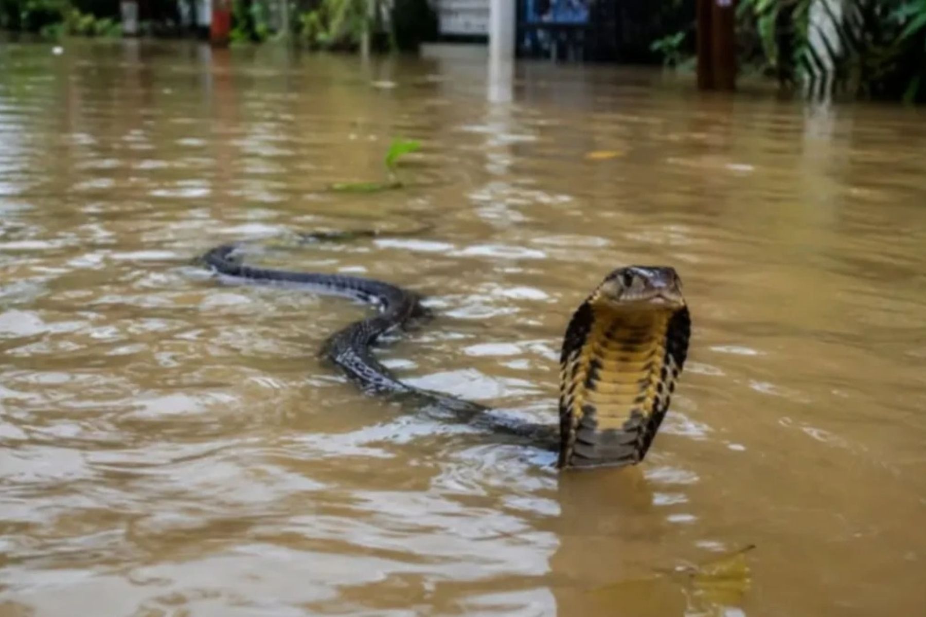 Enchentes causadas por tufão provocam invasão de cobras no Sul da China