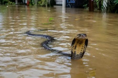 Cerca de 900 cobras, muitas delas venenosas, estão soltas na região de Hengzhou, na China