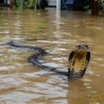 Enchentes causadas por tufão provocam invasão de cobras no Sul da China