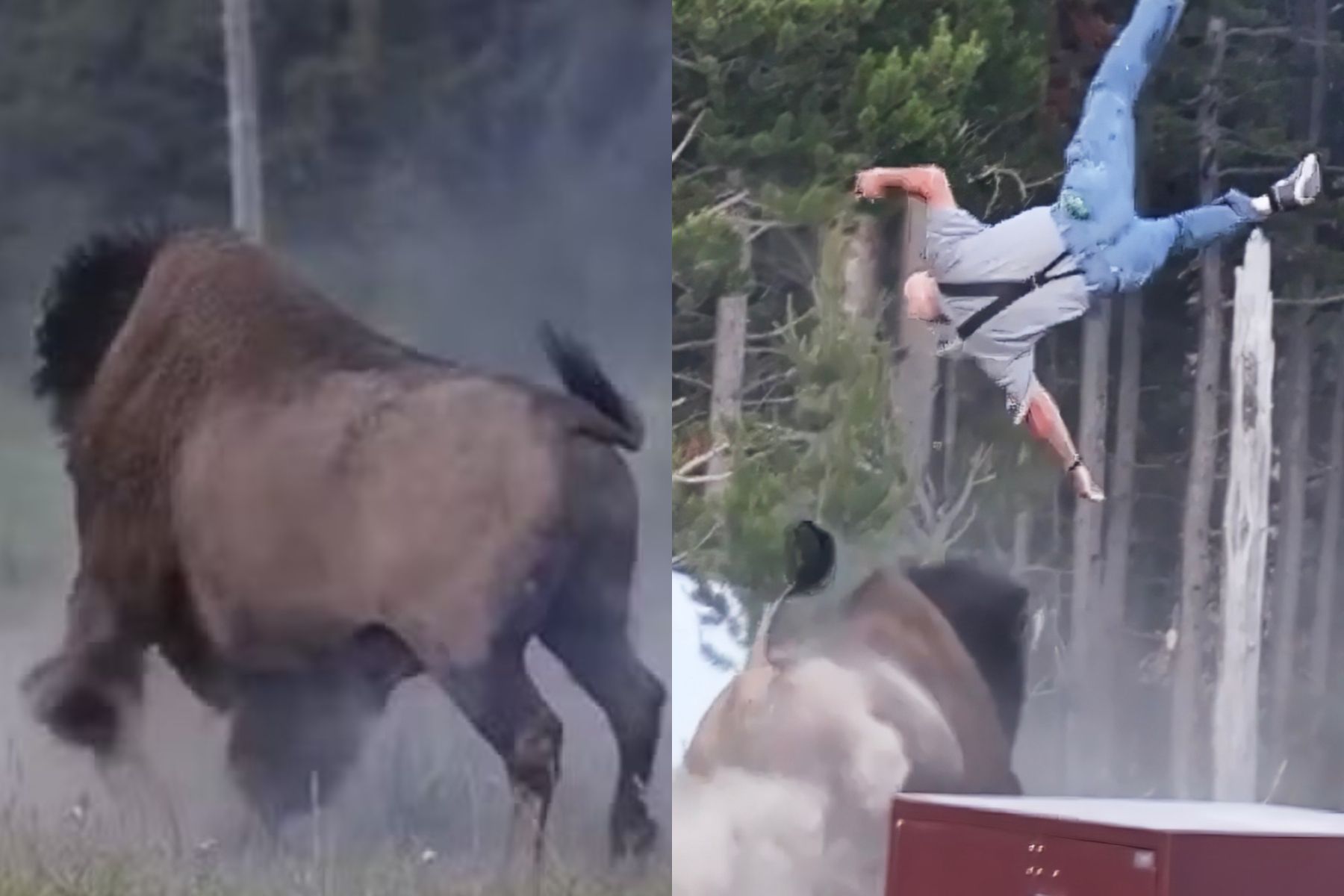 EUA: bisão arremessa idoso a 2,4 metros de altura no Parque Nacional de Yellowstone; veja vídeo