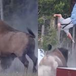 EUA: bisão arremessa idoso a 2,4 metros de altura no Parque Nacional de Yellowstone; veja vídeo