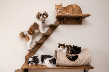 Como cães adotam comportamentos de gatos quando criados juntos
