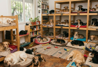 Como montar um quarto seguro para cães resgatados aguardarem adoção em casa
