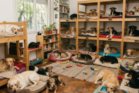 Como montar um quarto seguro para cães resgatados aguardarem adoção em casa