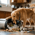 Deixar o cachorro mexer no lixo pode custar caro para a saúde do pet