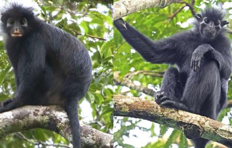 nova especie de macaco