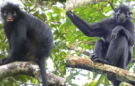 nova especie de macaco