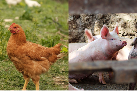Montagem com uma galinha em área gramada e suínos em uma granja.
