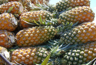 China libera importação de polpas e frutas congeladas do Brasil; veja como exportar