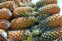 China libera importação de polpas e frutas congeladas do Brasil; veja como exportar