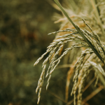 Oferta restrita mantém preços do arroz em alta no Rio Grande do Sul