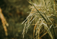 Oferta restrita mantém preços do arroz em alta no Rio Grande do Sul