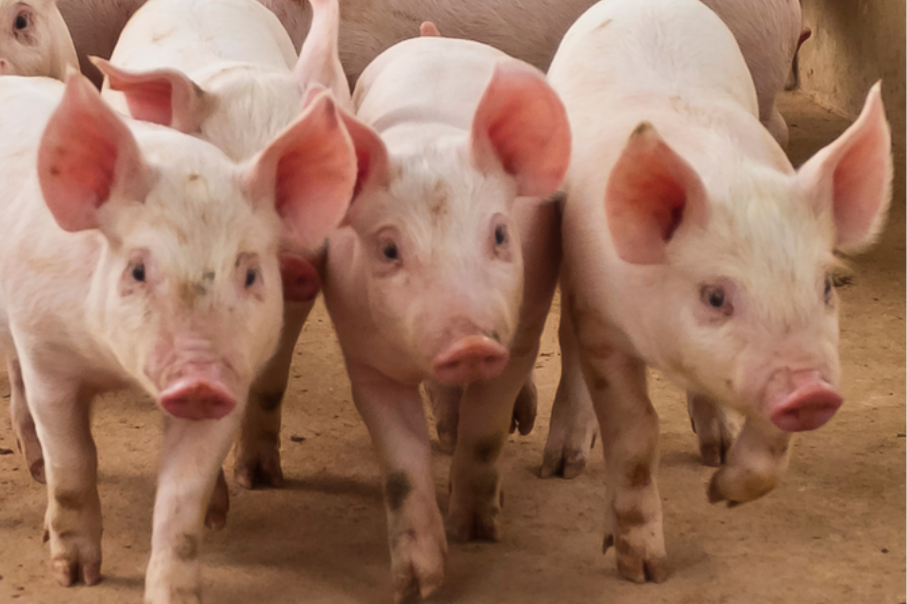 Brasil abre novos mercados para produtos agropecuários na Ásia e na América do Sul