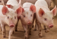 Brasil abre novos mercados para produtos agropecuários na Ásia e na América do Sul