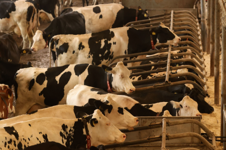 Vacas leiteiras em um curral durante o manejo.