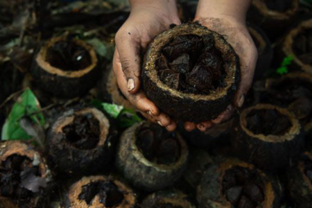 Mãos seguram um ouriço aberto com castanhas-da-amazônia, enquanto outros frutos aparecem espalhados ao fundo em área de coleta.