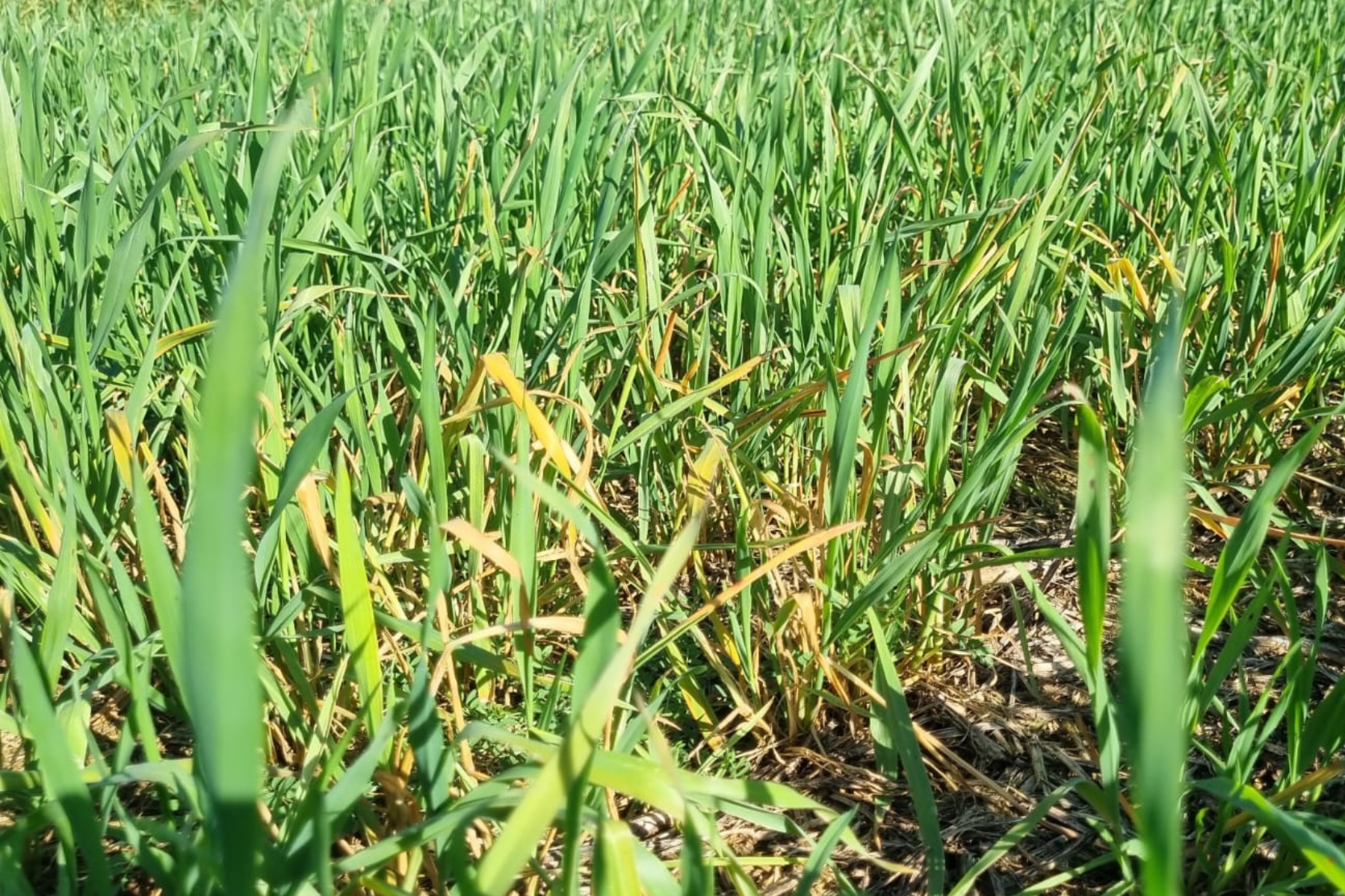 Pesquisa indica como reduzir perdas por geadas em lavouras de aveia-preta