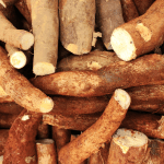 Oferta de mandioca segue abaixo do esperado e sustenta preços