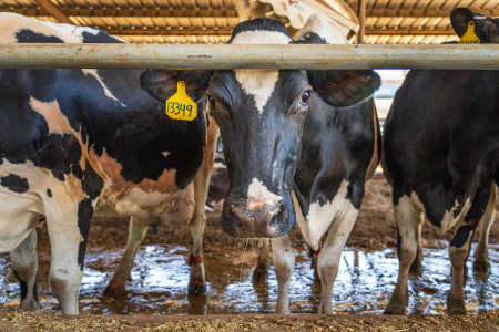 Vacas leiteiras da raça holandesa em sistema de confinamento.