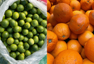 Maior oferta derruba preços da laranja; tahiti sobe na entressafra