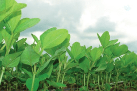 Plantas jovens em área de cultivo.