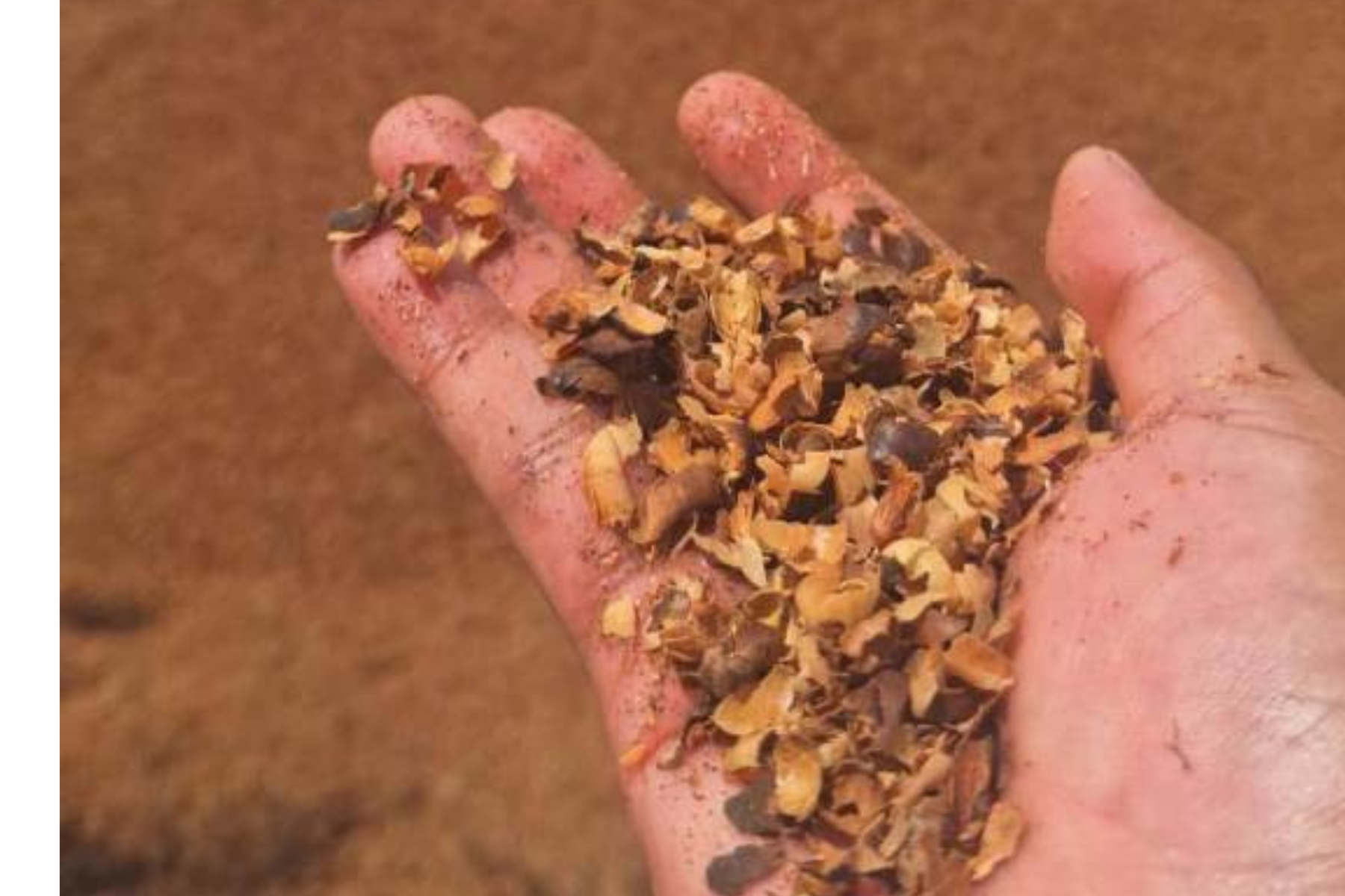 Embrapa avalia uso de resíduos da cafeicultura para reduzir custos no campo