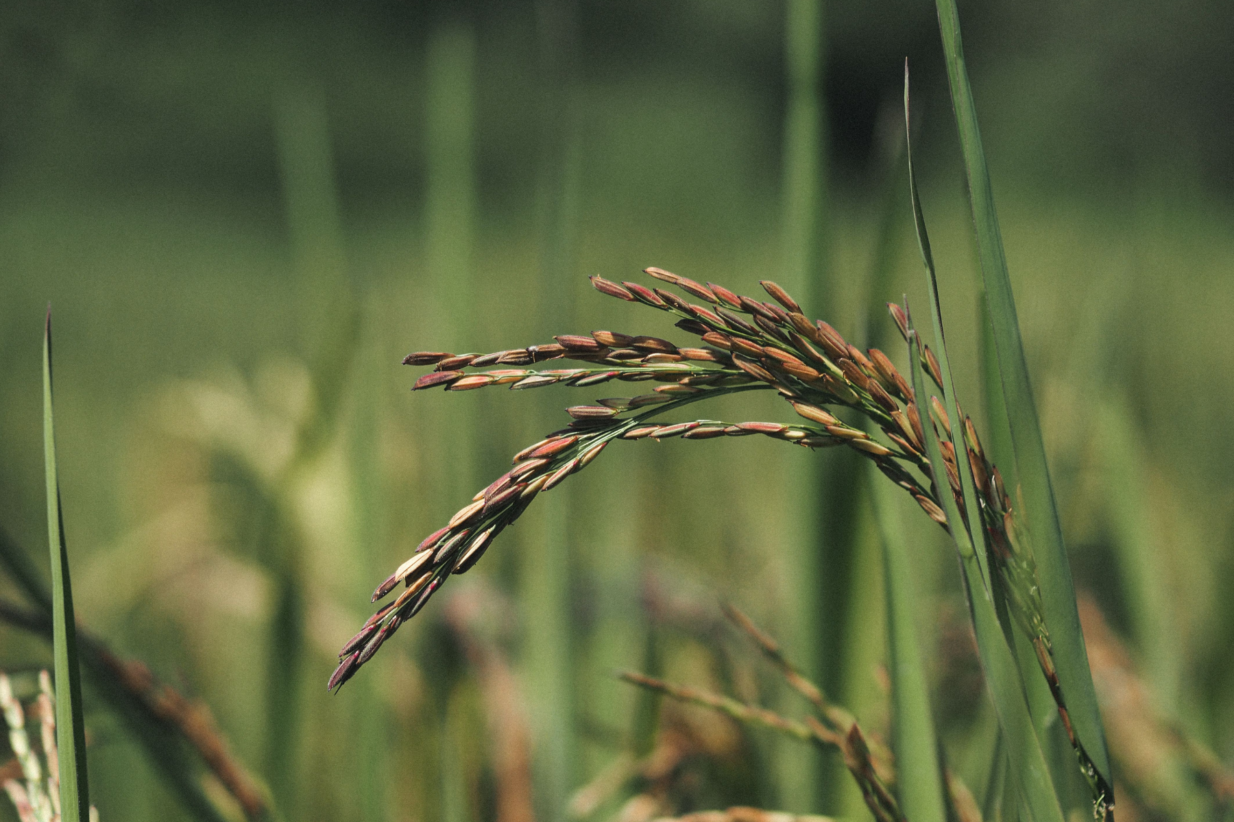 Arroz atinge maior preço desde setembro de 2025 com oferta restrita