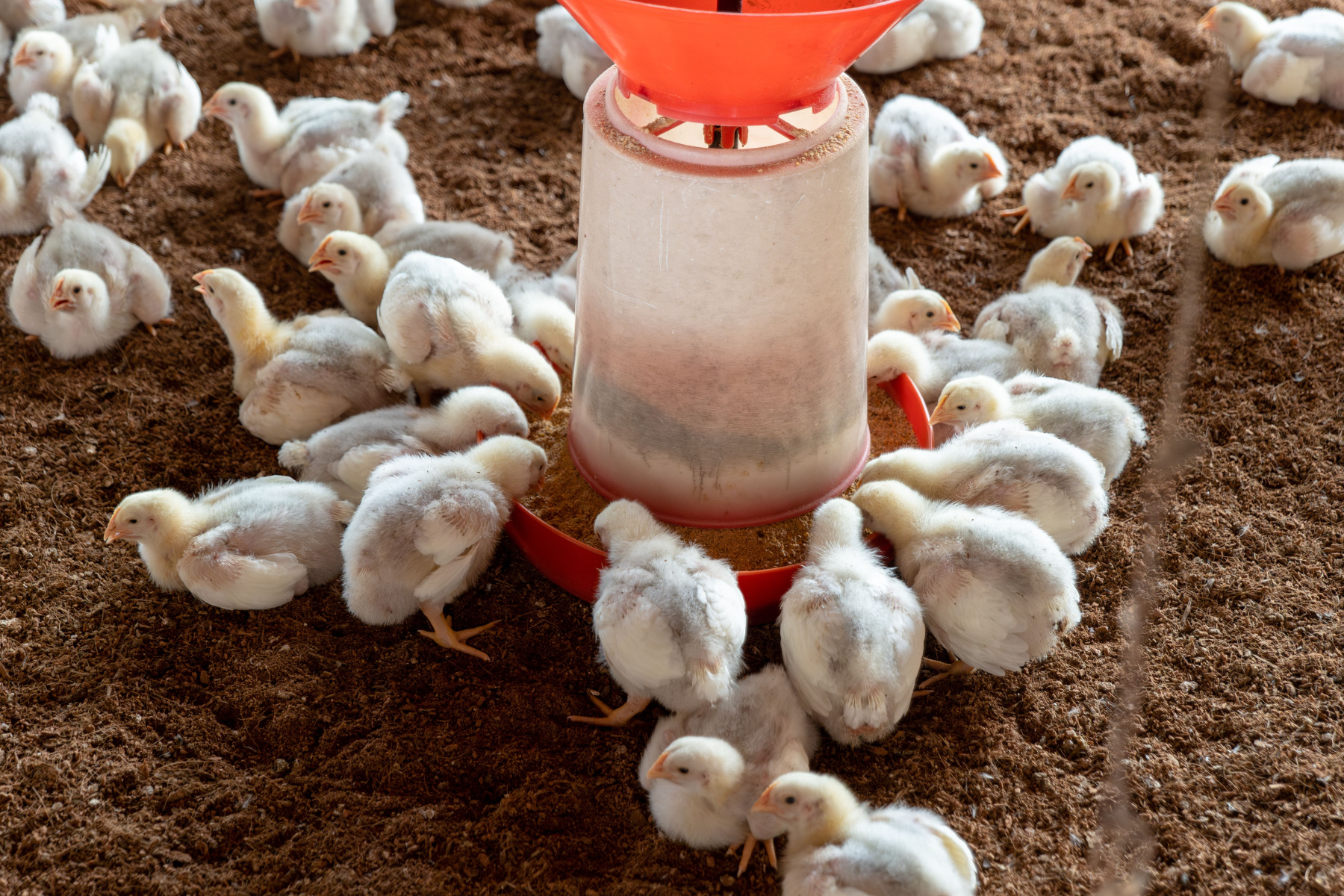 Equilíbrio entre oferta e demanda mantém preço da carne de frango estável