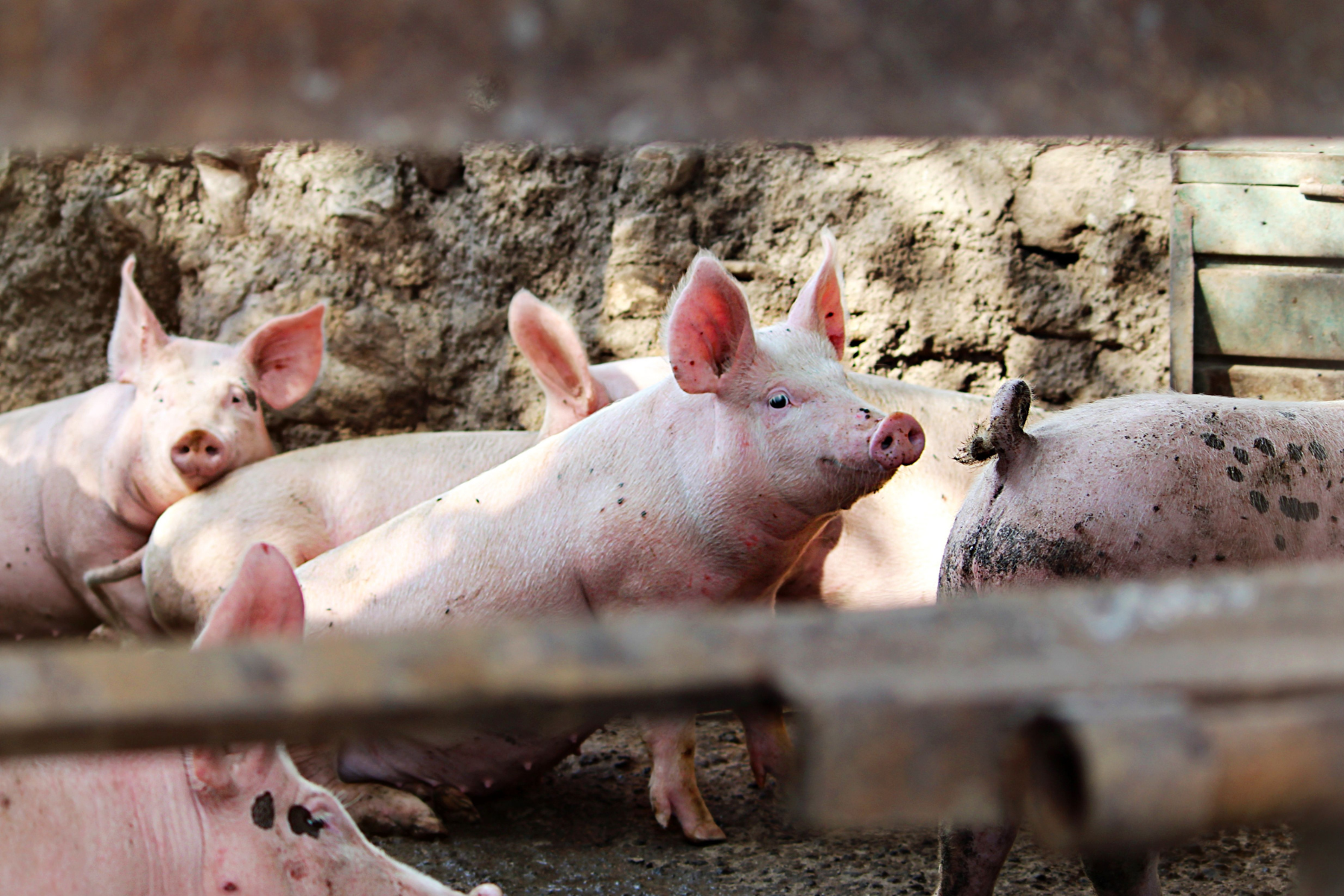Carne suína ganha competitividade frente ao frango e perde para o boi