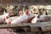 Carne suína ganha competitividade frente ao frango e perde para o boi