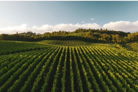 Vista aérea de uma área de cultivo agrícola, representando a produção no campo em meio à queda dos preços pagos aos produtores brasileiros no primeiro semestre de 2026.